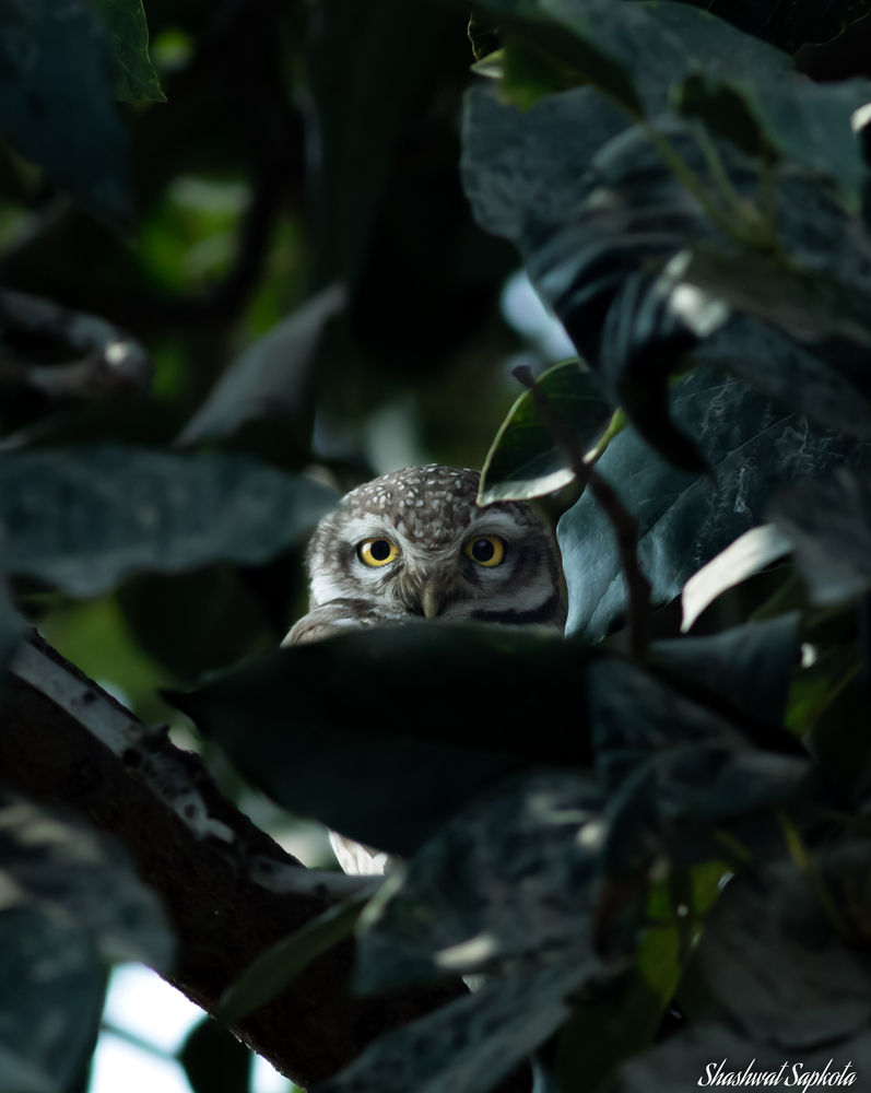A spotted owlet peering through the leaves